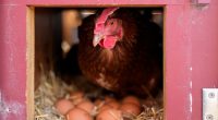 Vaccinating poultry could help cut soaring egg prices, but the US is hesitant
