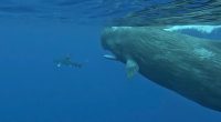 Underwater photo of a shark and a sperm whale.
