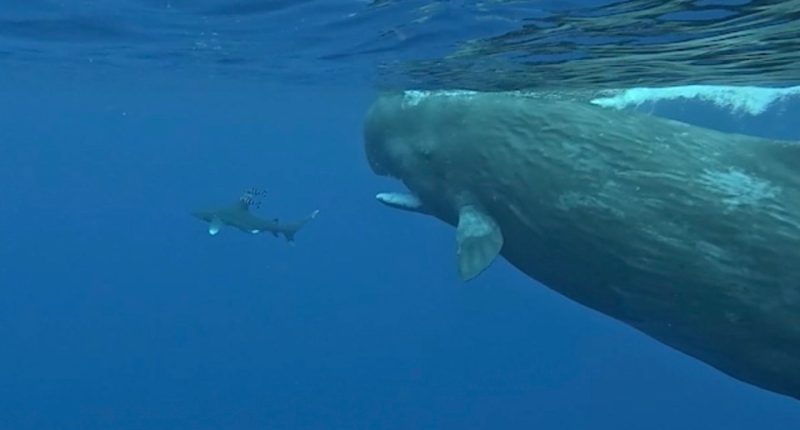 Underwater photo of a shark and a sperm whale.