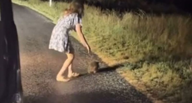Woman picking up baby wombat on a road.
