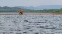 Elephant stranded on an island in a reservoir.