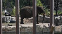 Elephant in a zoo enclosure.
