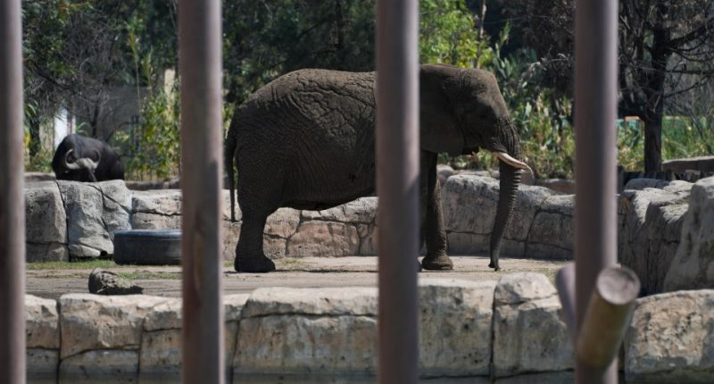 Elephant in a zoo enclosure.