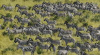 Aerial view of a large herd of zebras.