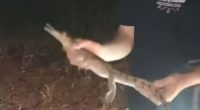 Two Gold Coast locals have had a shock after finding a freshwater crocodile on the road in the nearby hinterland.