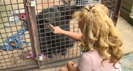 'Chimp Crazy’ Tonia Haddix pleads guilty to three felony charges