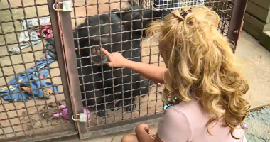 'Chimp Crazy’ Tonia Haddix pleads guilty to three felony charges