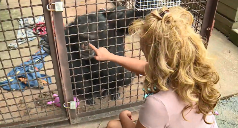'Chimp Crazy’ Tonia Haddix pleads guilty to three felony charges