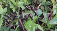 'They're ugly:' Eastern lubber grasshoppers are eating at people's patience in DeBary