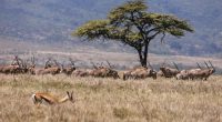 'Wildlife corridors' are encouraged to support Kenya's recovering animal populations