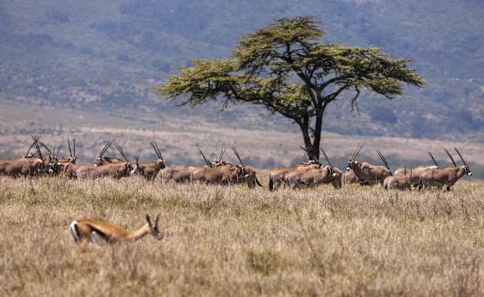 'Wildlife corridors' are encouraged to support Kenya's recovering animal populations