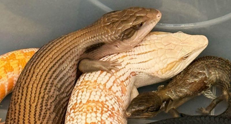 42 endangered live lizards seized at Hong Kong airport