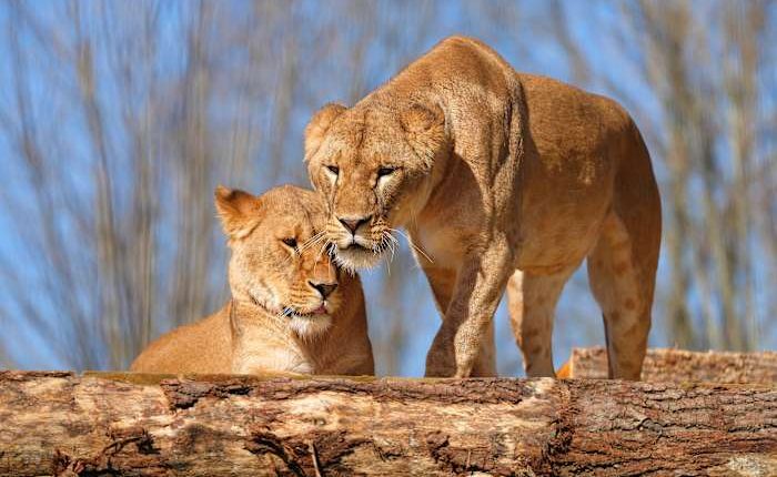 5 lions rescued from the war in Ukraine settle into a new life in England