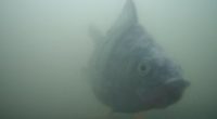 A Dutch 'fish doorbell' has turned into an unlikely online hit combining slow TV and ecology