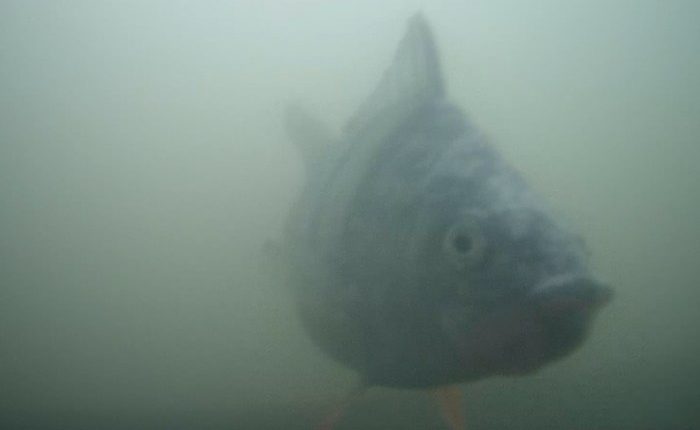 A Dutch 'fish doorbell' has turned into an unlikely online hit combining slow TV and ecology
