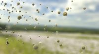Allergy sufferers in these US cities face a tough 2025 season, study finds