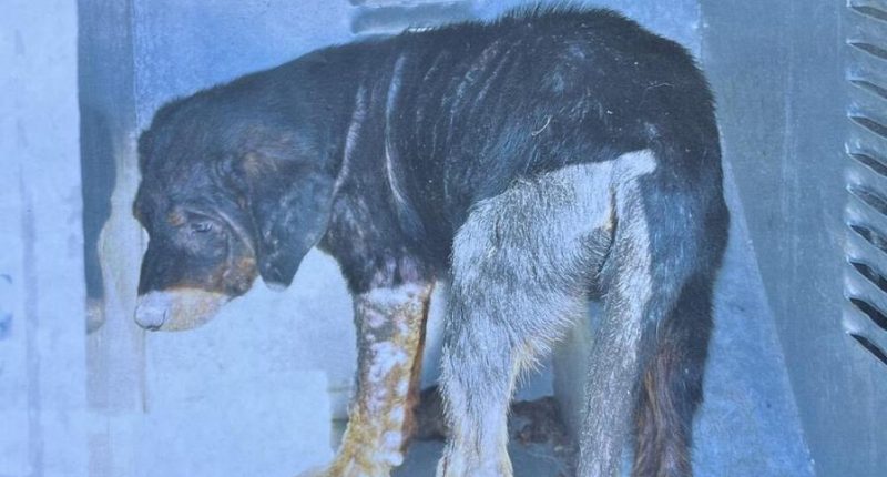 An investigation into animal abuse resulted in a total of forty-three dogs being removed from a property in Blount County in connection (Image courtesy Blount County Sheriff's Office)