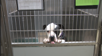 Anonymous donor paying to spay, neuter 120 pit bulls in Denver