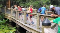 Bays Mountain Park Day Camp registration opens