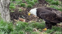 Beloved bald eagle who went viral found dead after Missouri storms
