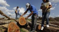 Brazil Is Hacking Down Protected Amazon Rainforest ... to Make Special Highway for UN Climate Summit