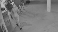 A beloved Darwin tourist attraction and reptile education centre was targeted by a brazen thief, who unlawfully entered the premises, stole a Holden Rodeo utility and used it to ram through multiple gates.