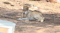 Captive-born wolf dogs, including one from 'Tiger King's' zoo, rescued