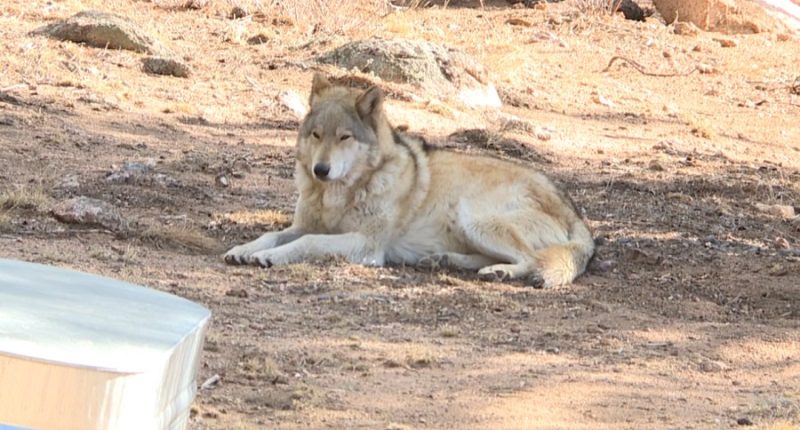 Captive-born wolf dogs, including one from 'Tiger King's' zoo, rescued