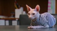 Cat reunited with owner after carjacking in New York City