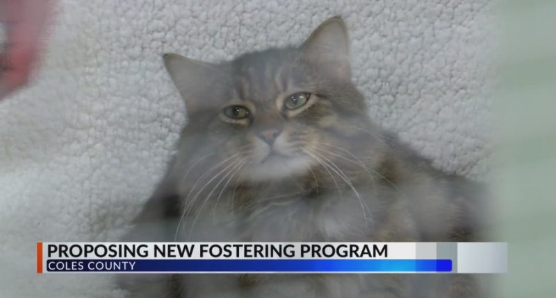 Coles Co. woman pushing to create foster program for animals