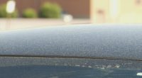 Counting on the pollen in Clearwater