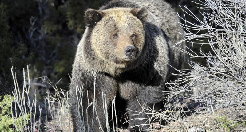 DOGE science agency cuts could threaten endangered animals