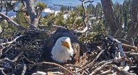Eaglet that disappeared from nest in California 'did not make it' through storm