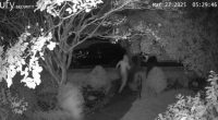 CCTV of home invasion in Malvern, Victoria.