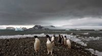 Fear at isolated Antarctica base as a man is accused of attacking a colleague and making threats