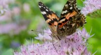 First national analysis finds America's butterflies are disappearing at 'catastrophic' rate