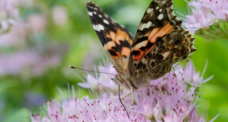 First national analysis finds America's butterflies are disappearing at 'catastrophic' rate