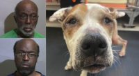 Florida sheriff: Dog dies after evicted tenants leave her behind without food, water or power