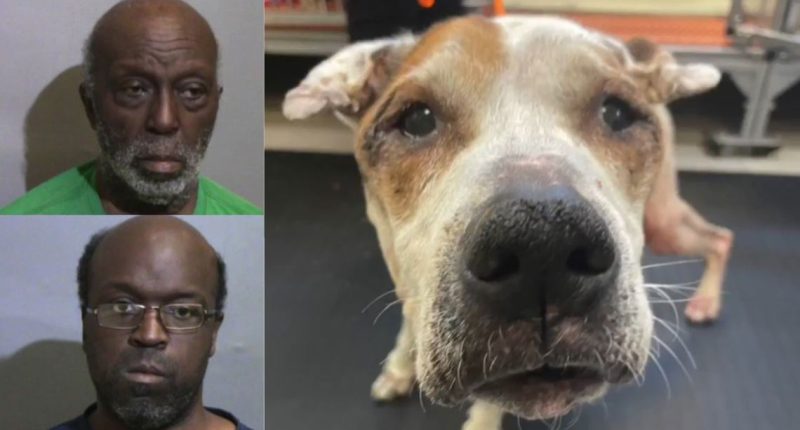 Florida sheriff: Dog dies after evicted tenants leave her behind without food, water or power