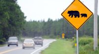 Florida wildlife officials to discuss potential return of bear hunting amid increasing human-bear interactions