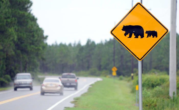 Florida wildlife officials to discuss potential return of bear hunting amid increasing human-bear interactions