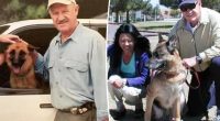 Gene Hackman’s dog likely died of starvation and dehydration, showed partial mummification, report says