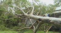 Gold Coast home smashed by falling tree