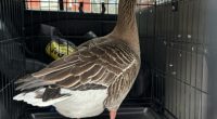 Goose reunited with family thanks to efforts of police sergeants