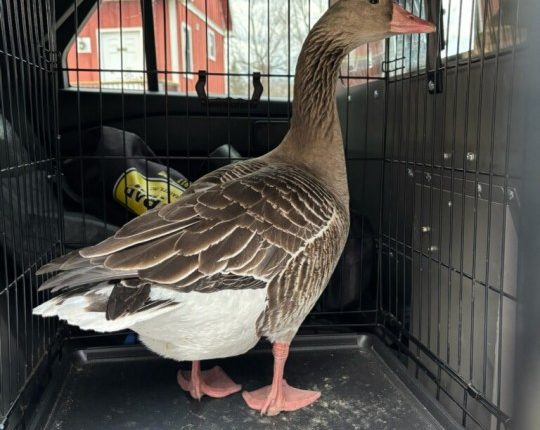 Goose reunited with family thanks to efforts of police sergeants