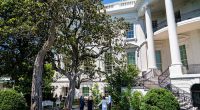 Historic tree to be cut down at the White House over safety concerns