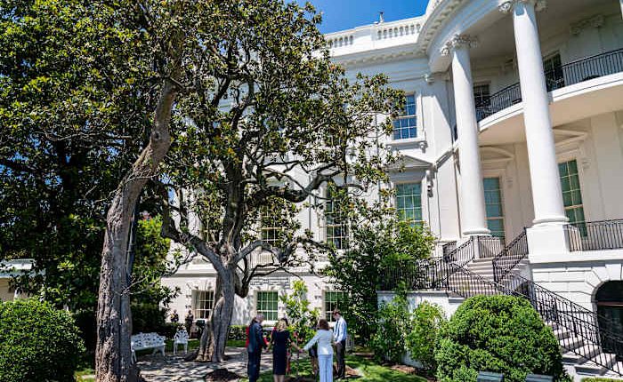 Historic tree to be cut down at the White House over safety concerns