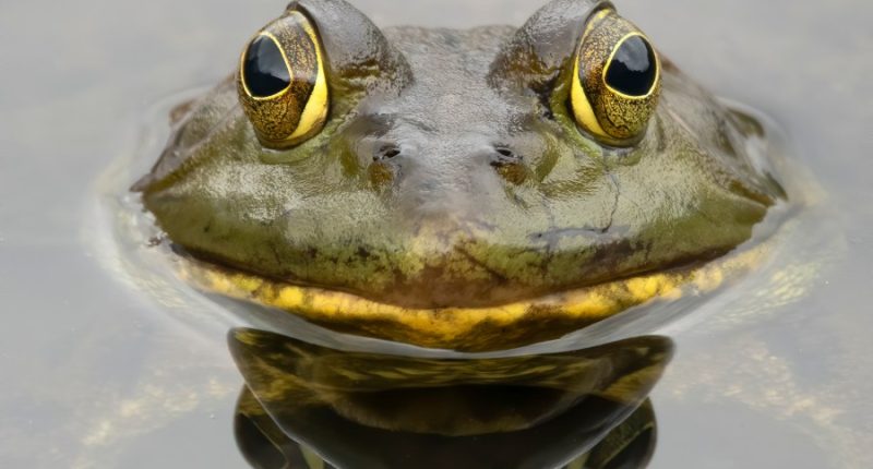 Hop to it: Volunteers needed in Champaign to track frog, toad populations