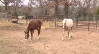 Horse rescue affected by wildfires, loses food source for animals