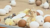 Houston rodeo boasts big menu, barnyard animals and live music